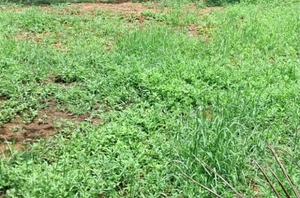 10-Cent Residential Land for Sale in Edachira, Kochi