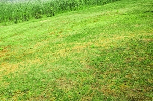 12-Cent Land for Sale in Edachira, Kakkanad