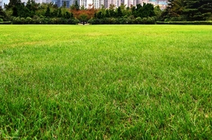 15 Cents Prime Land for Sale Near Kadambrayar Lake, Kakkanad
