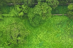 25 Cents of Land for Sale in Kuzhivelipady, kakkanad