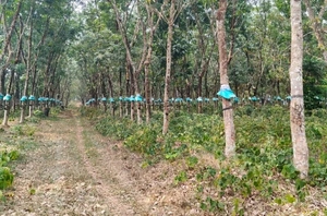 Prime 11-Acre Level Land for Sale in Mulanthuruthy