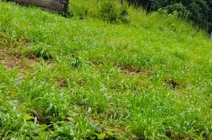 Premium House Plot for Sale in Edachira, Kakkanad