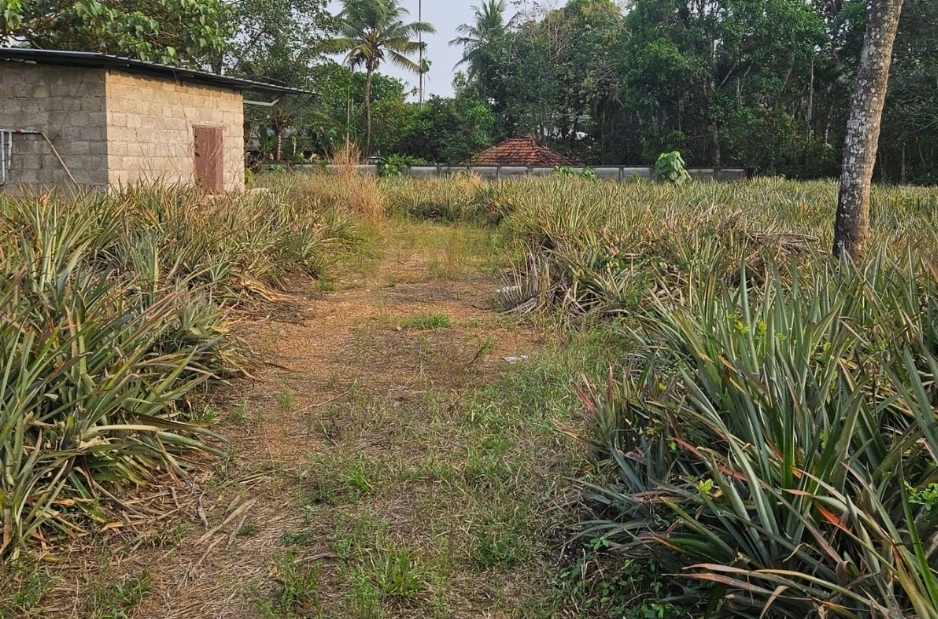 1.82 Acre Prime Land for Sale in Puthenkurish, Kochi